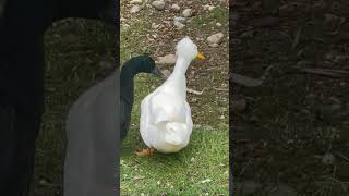 Tyla dance with ducks💃🏻. #funny #animallover #chicken #duck #cute #Farmanimals #tyladance