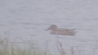 YUTZ (57) - Etang du SPEICH - Groupe de trois CANARDS SOUCHET