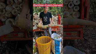 The Secret of bamboo shoots!  a knife a section, fragrant nose。竹筍採妙招揭秘！一看即掌握，一刀一節，香氣撲鼻，口感鮮嫩