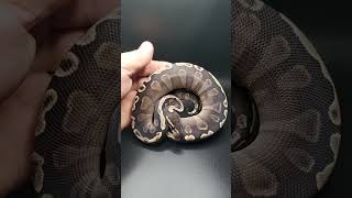 Absolutely gorgeous ball python! #animals #shorts #snake #reptiles #ballpython