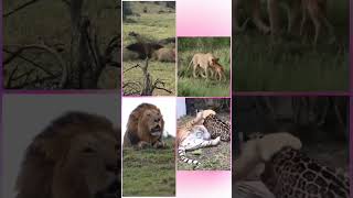 lion | deer easy attack to kill #animals #shorts #viral