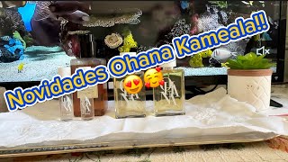 Novidades no canal: Perfumes Ohana Kameala recém chegados!! 😊