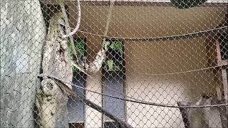 howler monkey primates (Alouatta) bugio Animal