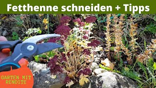 Fetthenne schneiden, vermehren und düngen | Tipps