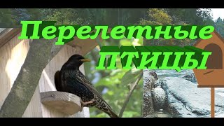 Перелетные птицы по весне возвращаются домой из теплых краев