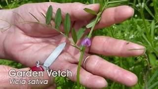 Woodland Edge: Vetch