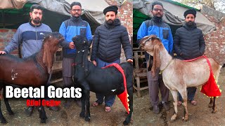 Milking Beetal Goats & Breeder Buck Of Bilal Gujjar Lahore 2024