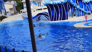 SeaWorld Orlando Dolphins show