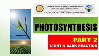 PHOTOSYNTHESIS PART 2 - LIGHT & DARK REACTION