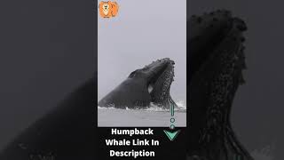 Humpback Whale Eats Thousands Of Fish In One Move  #shorts