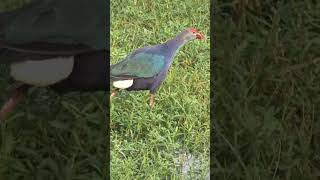 Swamphen Voice #birdvoice #birds #shortsfeed #beautiful #beauty #birdsounds #ytshorts #shorts #watch