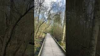 Walking in woods of Bolam Lake, England #uk