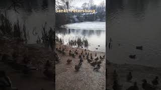 Парк Основой Рощи #park,#patos# arboles#lago# musica