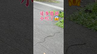 在新加坡旧铁路步道徒步遇到小蛇了！｜Small snakes spotted while hiking in Singapore railway corridor #life #生活