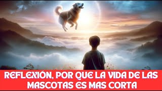 reflexión, por que la vida de las mascotas es mas corta que la de los humanos.