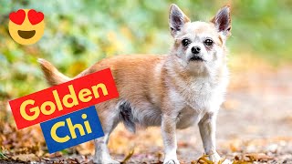 Who's a Chihuahua Retriever Mix-Breed (Golden Chi)? | A Complete Guide |