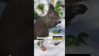 Intriguing Facts about Squirrel | Secrets Unveiling Nature's Nut | Did you know?