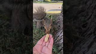 I brought him acorns from the park and he quite enjoyed them. #adventureswithchewy #squirrel