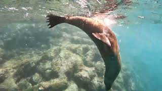 Galapagos Sea Lion - Close up!