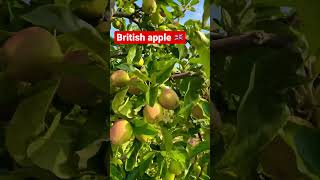 Apple picking in england #shorts #short #shortsvideo