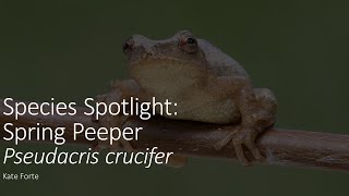 Species Spotlight: Spring Peepers