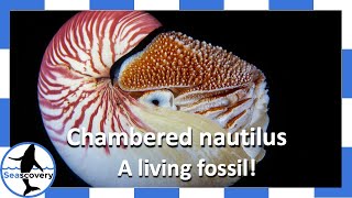 Living ancient animal! Chambered nautilus (Nautilus pompilius)