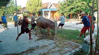 Tasyakuran Sedekah bumi 2023