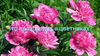 Что нового в цветниках? #Цветы #Подсадки