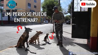 ¿Mi perro se puede "ENTRENAR"?