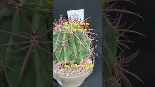 zelenka.spb.ru #кактусы #кактус #суккуленты #суккулент #cactus #sanktpetersburg #магазинрастений