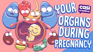 Your Organs During Pregnancy