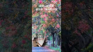 潘安邦～陽光和小雨❤️鋼琴演奏🎹民歌輕音樂《醫院鋼琴志工》