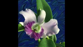 Cattleya Lc. Busy Bev 'Blue Jewel' 2023