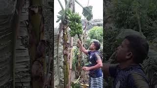 #How to harvesting are banana#ep-171#Short🍌🍌food