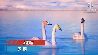 Swan | China Philharmonic Orchestra