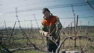 Sécateur à batterie embarquée - Pruning shears - C3X | PELLENC