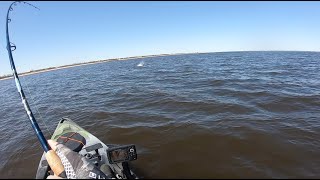 Incredible New Jersey Kayak Striped Bass Fishing