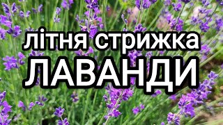 Обрізка лаванди влітку. Для чого та коли стригти лаванду