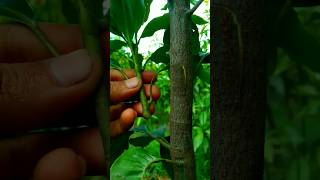 Mango Grafting technique #gardening #naturefarm #shortvideo #viralvideo #farming #shot #mango #fruit