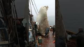 Heartwarming Rescue of a Giant Baby Seal😍 #animals #seal #deepseamagic