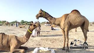 Camel Attack || Camel Video || Camel mandi || Camel festival || Camel height ||Khanabadosh Life