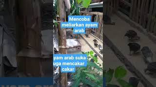 meliarkan ayam arab