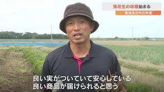 特産の落花生の収穫進む　香り豊かでうまみの強い実が鈴なり