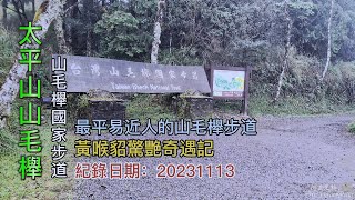 「太平山山毛櫸國家步道」實況導覽,最平易近人的山毛櫸步道,黃喉貂驚艷奇遇記,好望角民宿-FP206,3