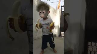 kela lelo kela monkey baby funny video 🐵🍌🥭😋😂😅🤣 #funny #youtubeshorts #monkeybaby #fun #aaryavnaagar