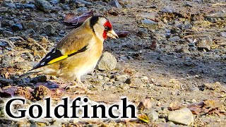 Goldfinch in Early Winter #4k #birds #newzealand #newzealandnature