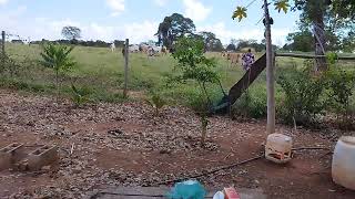 Vaquinhas Mudando de pasto