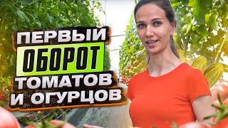 ПЕРВЫЙ ОБОРОТ ТОМАТОВ И ОГУРЦОВ в демонстрационных теплицах ТД Киссон.