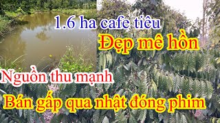 1.6 ha cafe xem tiêu đẹp nguồn thu mạnh khu dân cư cách quốc lộ 14A 800m