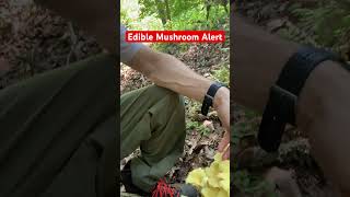 Would you eat this mushroom? #shortsvideo #survivalskills #bushcraft